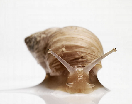 Муцин улитки (порошок) Муцин улитки (порошок)